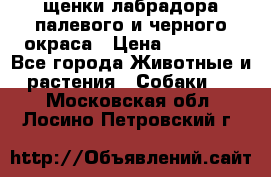 щенки лабрадора палевого и черного окраса › Цена ­ 30 000 - Все города Животные и растения » Собаки   . Московская обл.,Лосино-Петровский г.